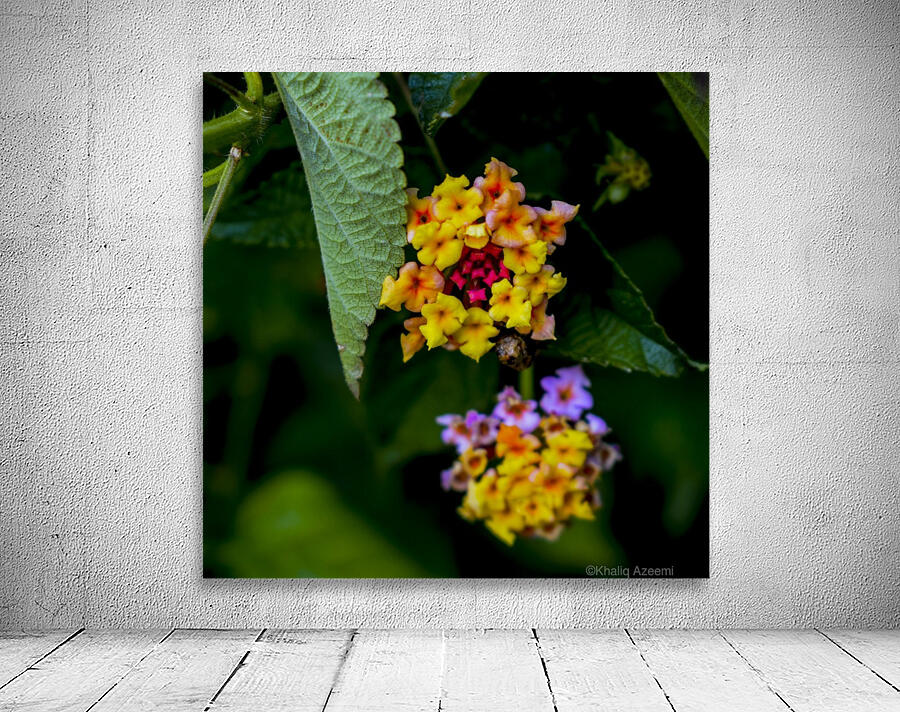 Flora  Wall Preview