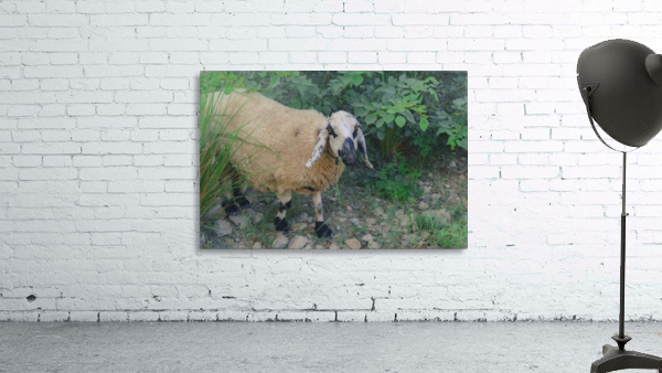 Sheep  Wall Preview