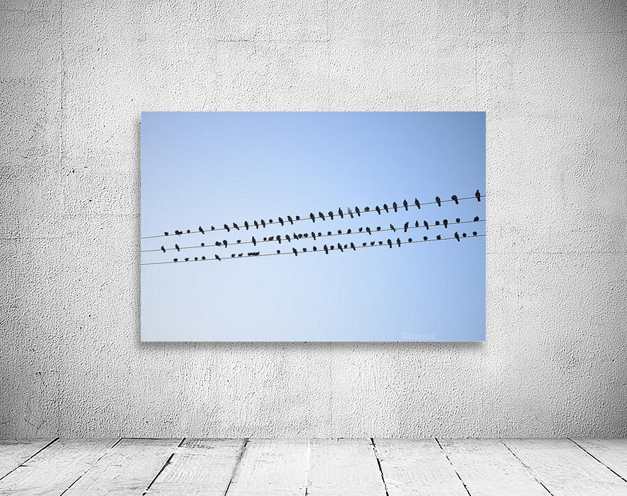 Birds Assembly Wall Preview