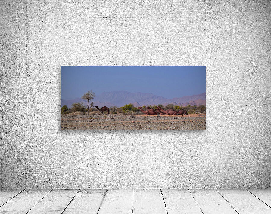 Camel  Wall Preview