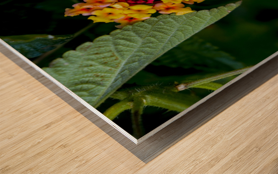 Flora  Wood print