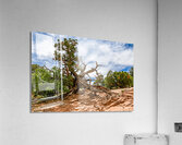 Lightning Struck Juniper Tree Acrylic Print