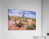 Utah Juniper Tree  Acrylic Print