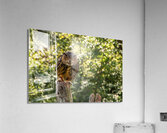   Eurasian Eagle Owl Acrylic Print