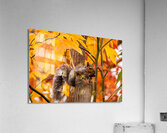 Autumn Squirrel Acrylic Print