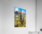 Joshua Tree Acrylic Print