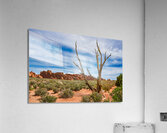 Fiery Juniper Tree  Acrylic Print