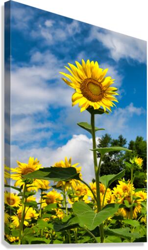 Sunflower Standing Tall by Anthony L Sacco Photography Wall Art