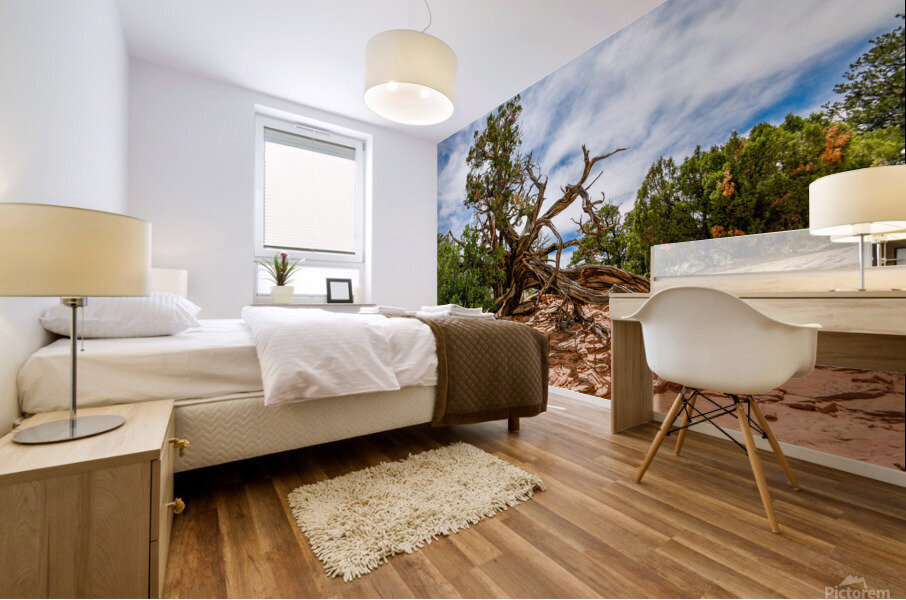 Lightning Struck Juniper Tree Mural print