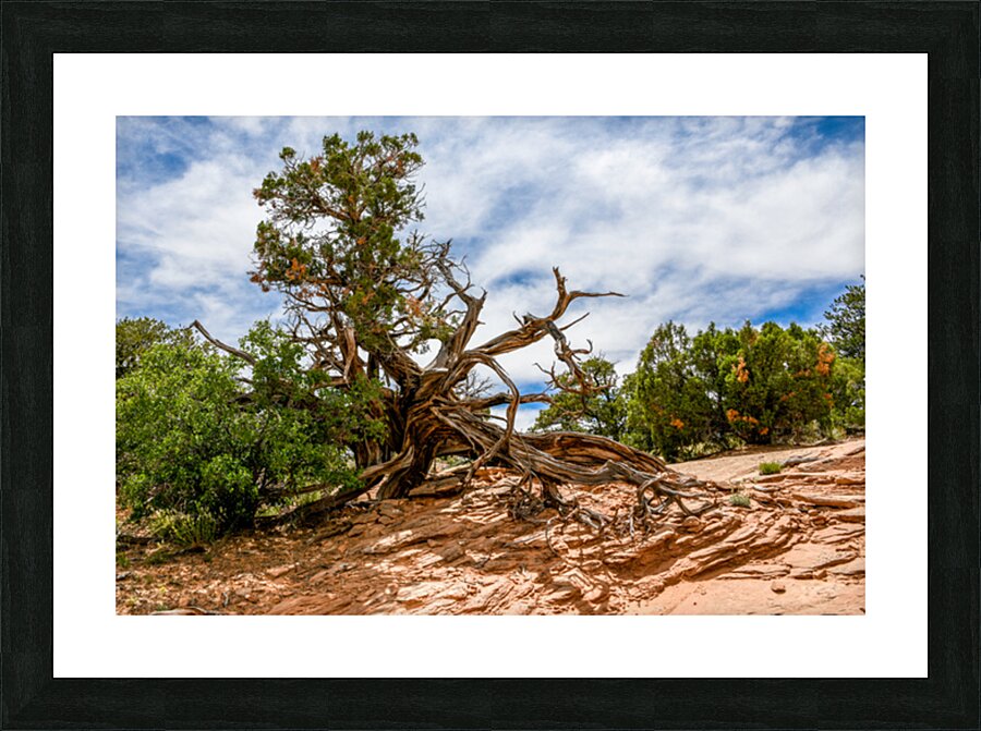 Lightning Struck Juniper Tree Picture Frame print