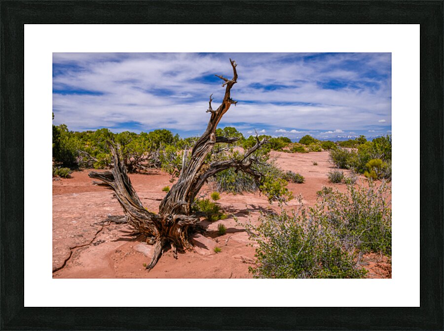 Utah Juniper Tree  Picture Frame print