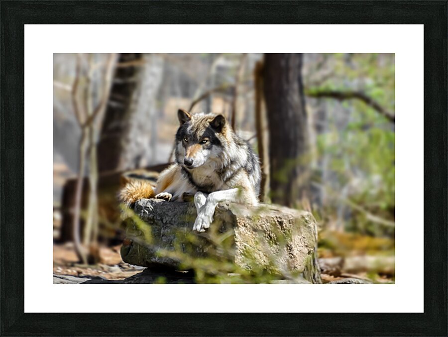Timber Wolf Portrait Picture Frame print