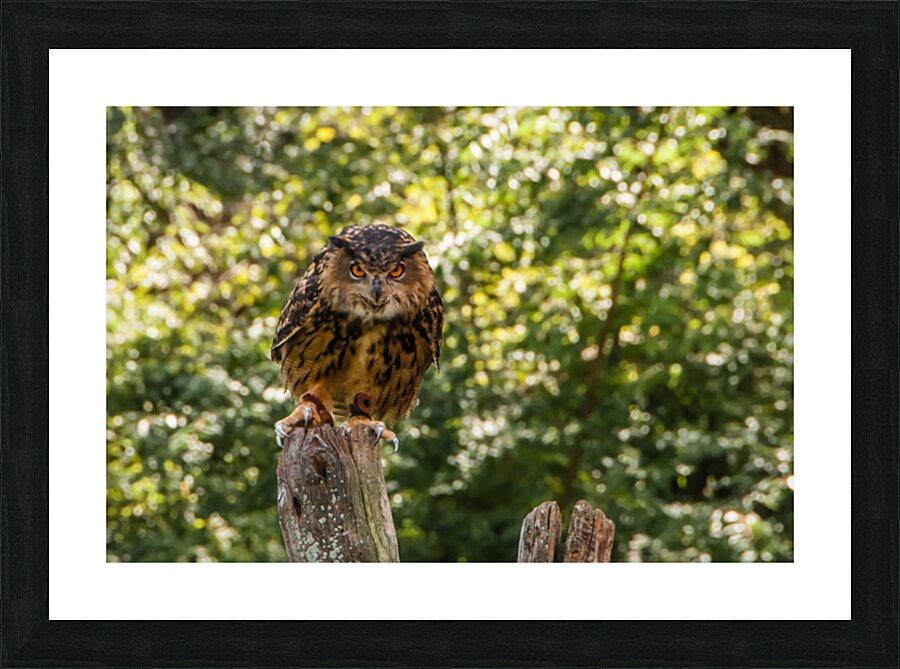   Eurasian Eagle Owl Picture Frame print