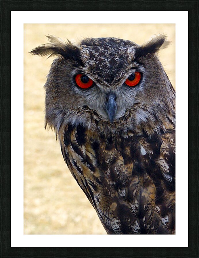 Eagle Owl Picture Frame print