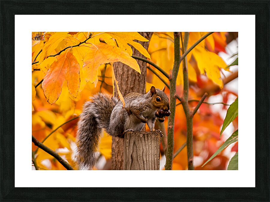 Autumn Squirrel Picture Frame print