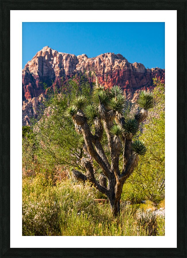 Joshua Tree Picture Frame print