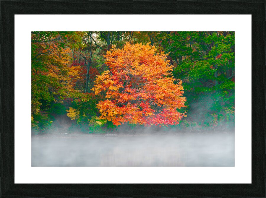 Misty Fall tree Picture Frame print