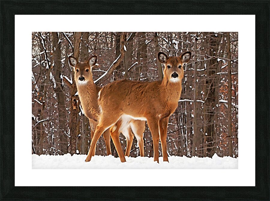 White Tailed Deer Picture Frame print