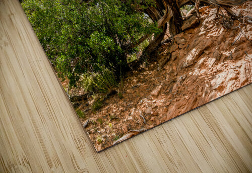 Lightning Struck Juniper Tree Anthony L Sacco Photography puzzle