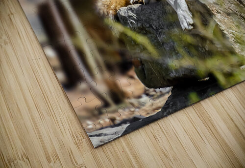 Timber Wolf Portrait Anthony L Sacco Photography puzzle