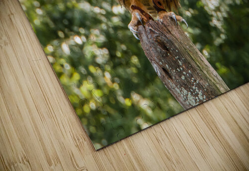   Eurasian Eagle Owl Anthony L Sacco Photography puzzle