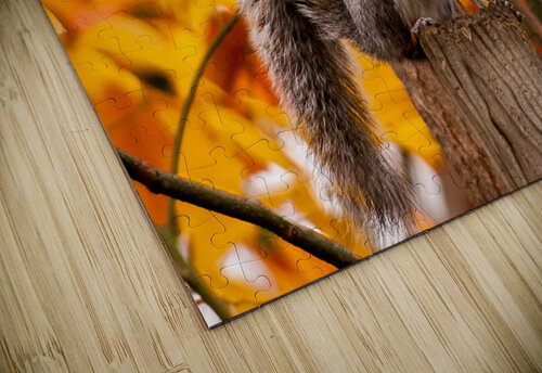 Autumn Squirrel Anthony L Sacco Photography puzzle