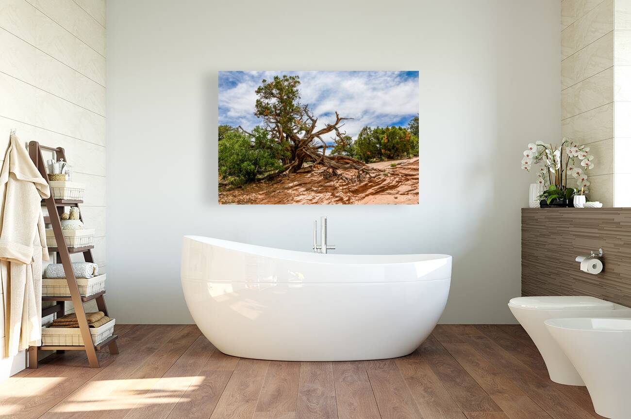 Lightning Struck Juniper Tree Reproduction