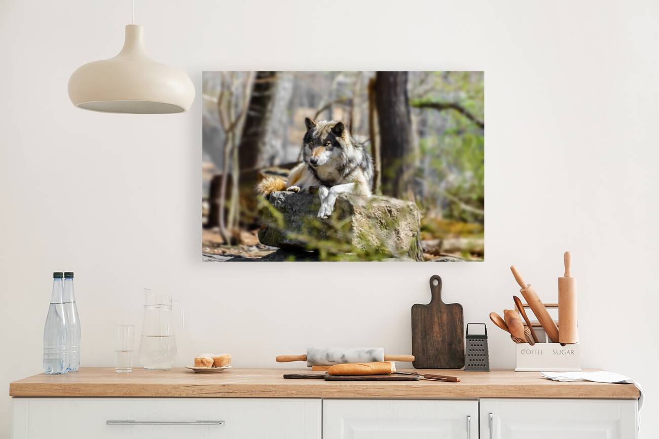 Timber Wolf Portrait Reproduction