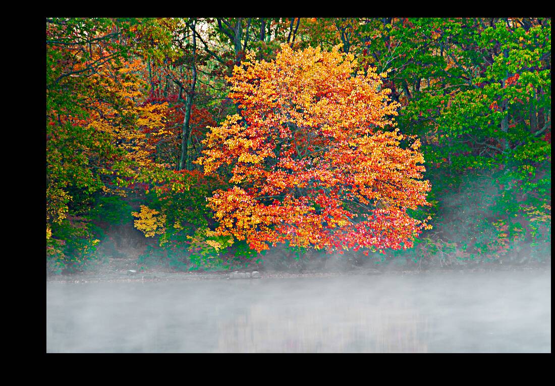 Misty Fall tree Reproduction