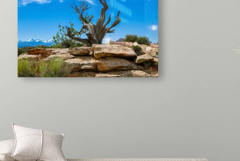 Southwestern Juniper Tree  by Anthony L Sacco Photography