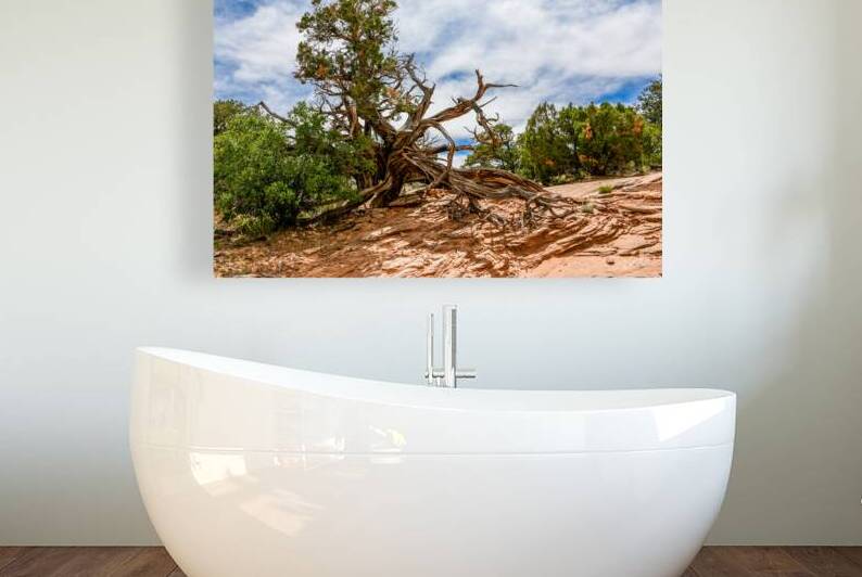 Lightning Struck Juniper Tree by Anthony L Sacco Photography