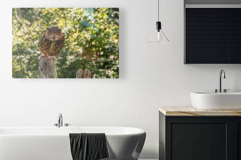   Eurasian Eagle Owl by Anthony L Sacco Photography