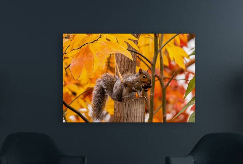 Autumn Squirrel by Anthony L Sacco Photography