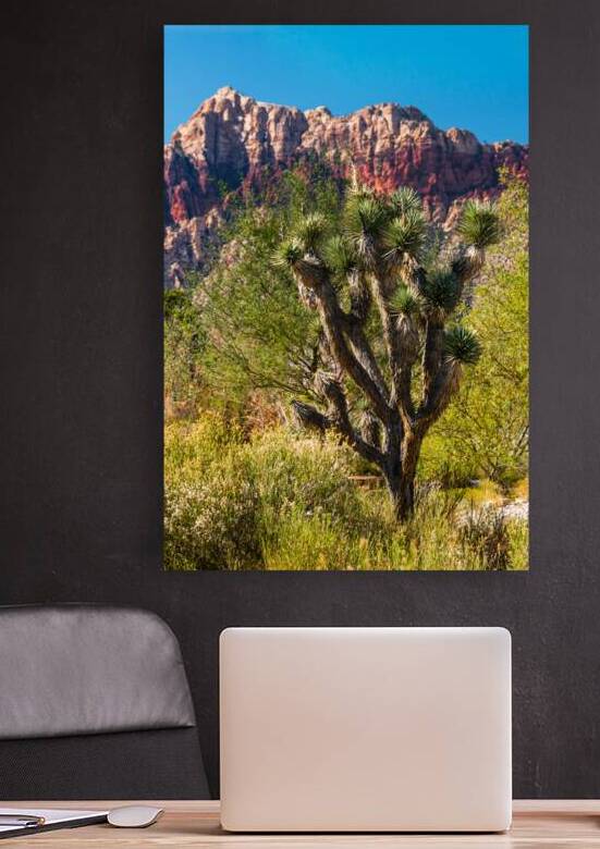Joshua Tree by Anthony L Sacco Photography