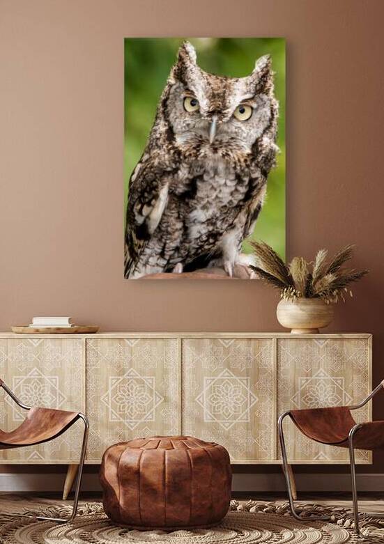 Baby Screech Owl by Anthony L Sacco Photography