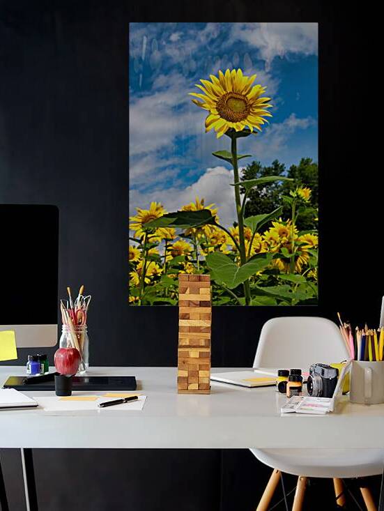 Sunflower Standing Tall by Anthony L Sacco Photography