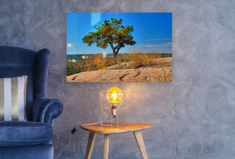 Autumn Tree by Anthony L Sacco Photography