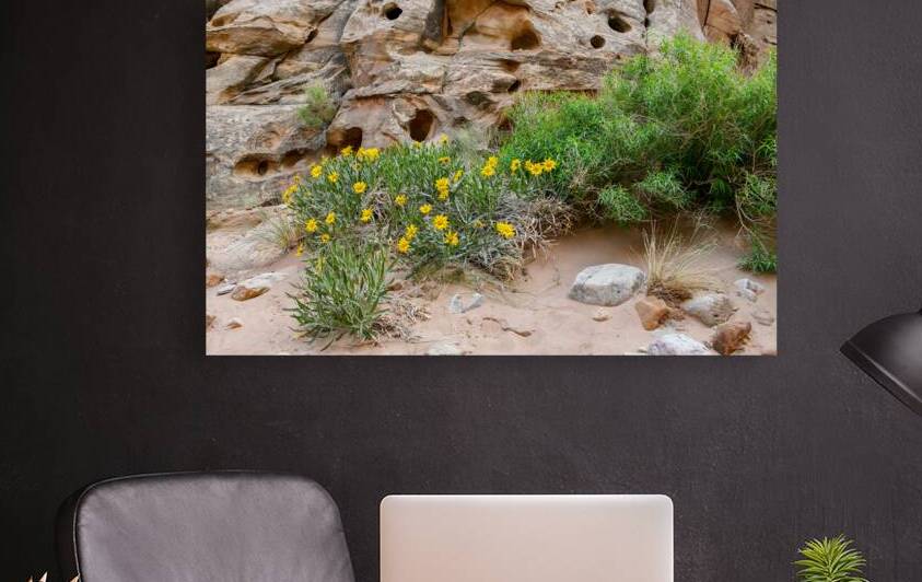 Brittlebush - Captiol Reef National Park by Anthony L Sacco Photography