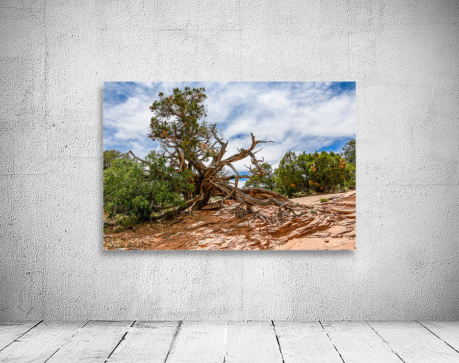 Lightning Struck Juniper Tree Wall Preview