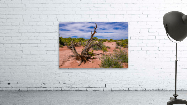 Utah Juniper Tree  Wall Preview