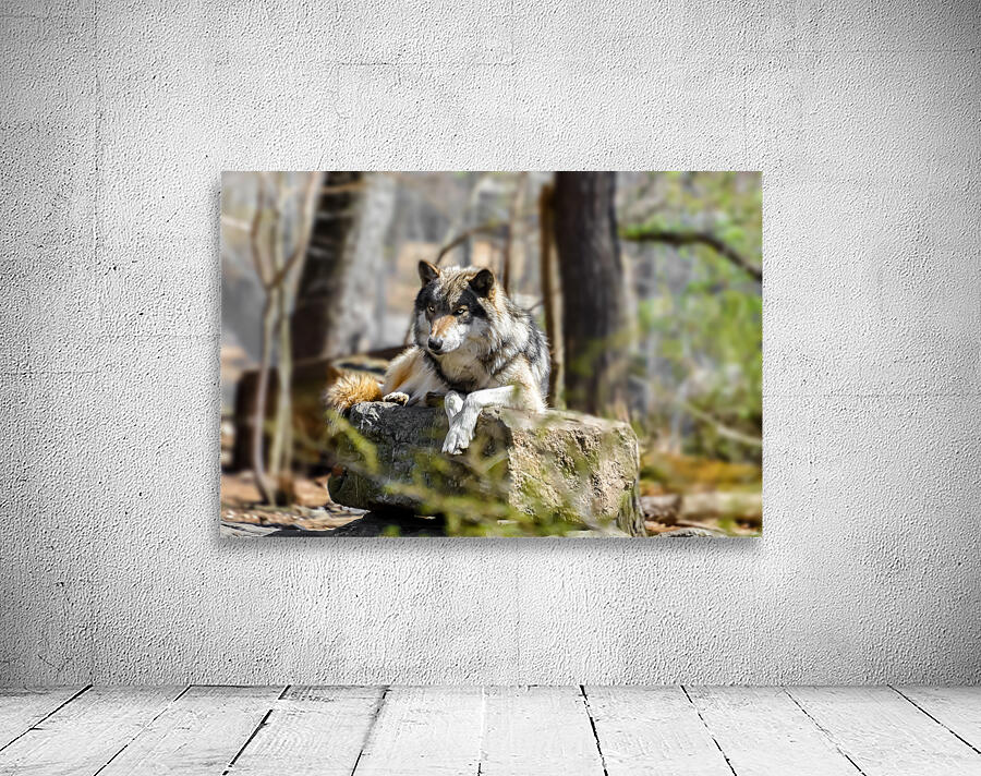 Timber Wolf Portrait Wall Preview
