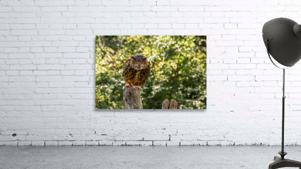   Eurasian Eagle Owl Wall Preview