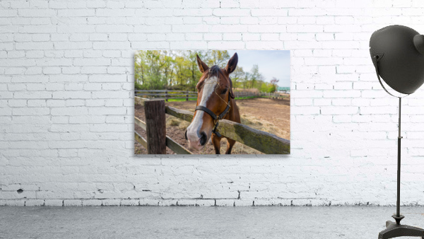 Lets Ride Wall Preview