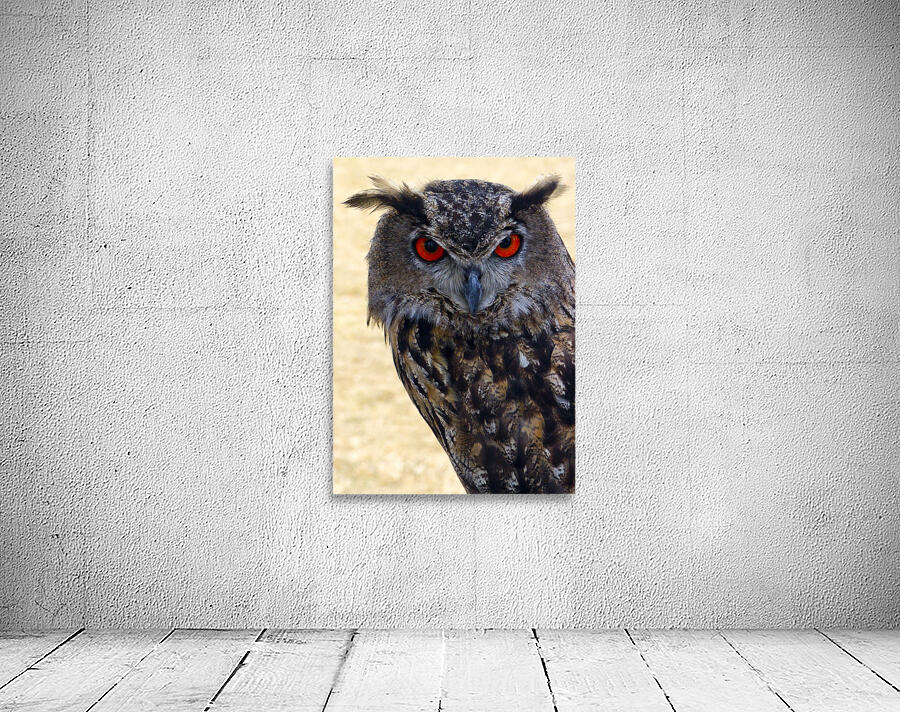 Eagle Owl Wall Preview