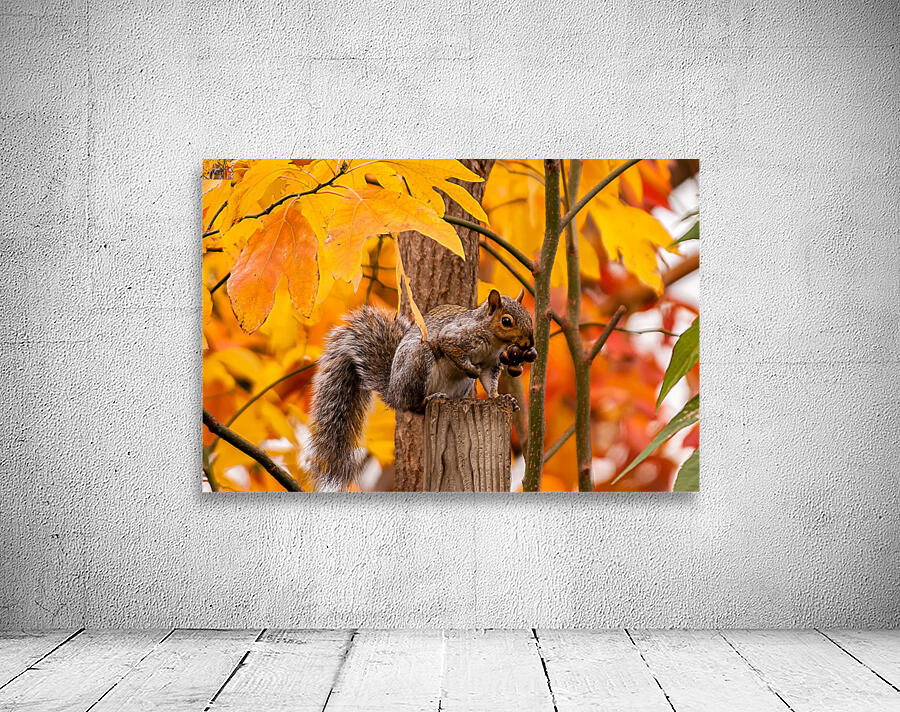 Autumn Squirrel Wall Preview