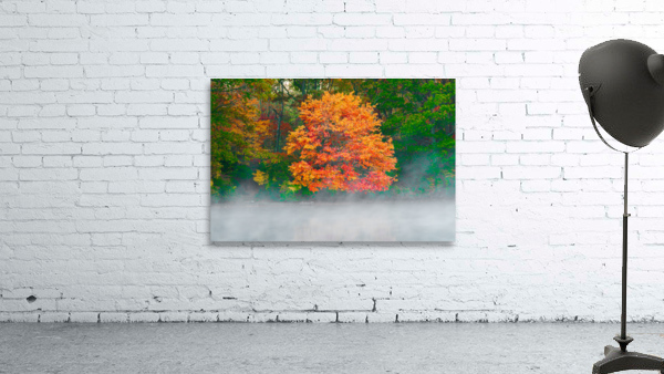 Misty Fall tree Wall Preview