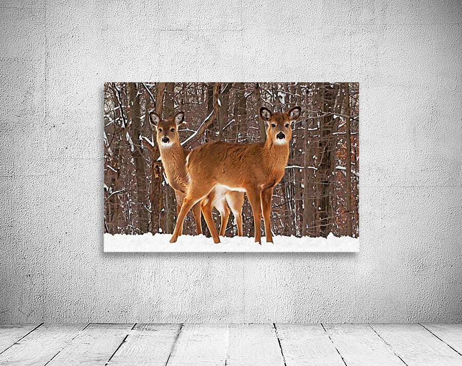 White Tailed Deer Wall Preview
