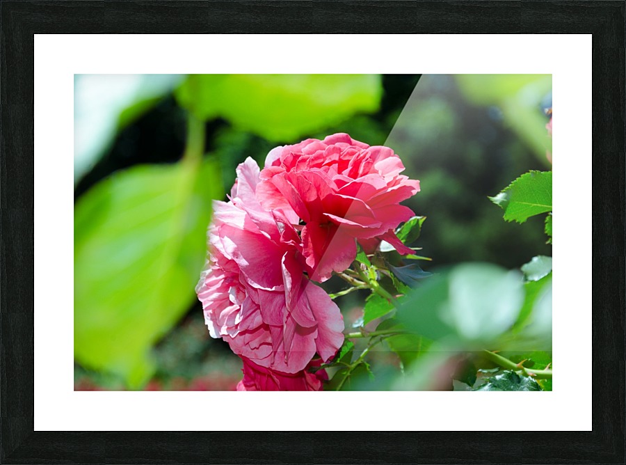 Rose Name Picture Frame print