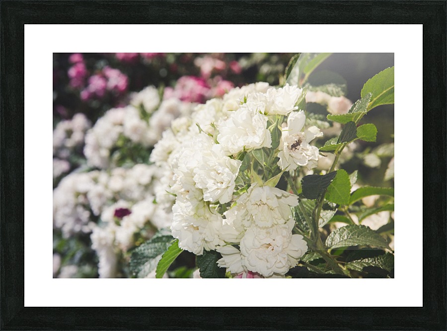 Brides Picture Frame print