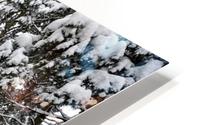 A Walk Between Trees HD Metal print